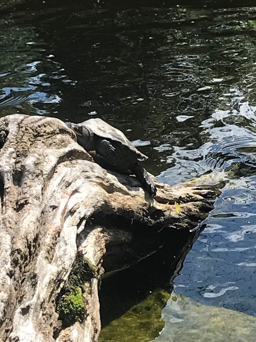 turtle basking.jpg
