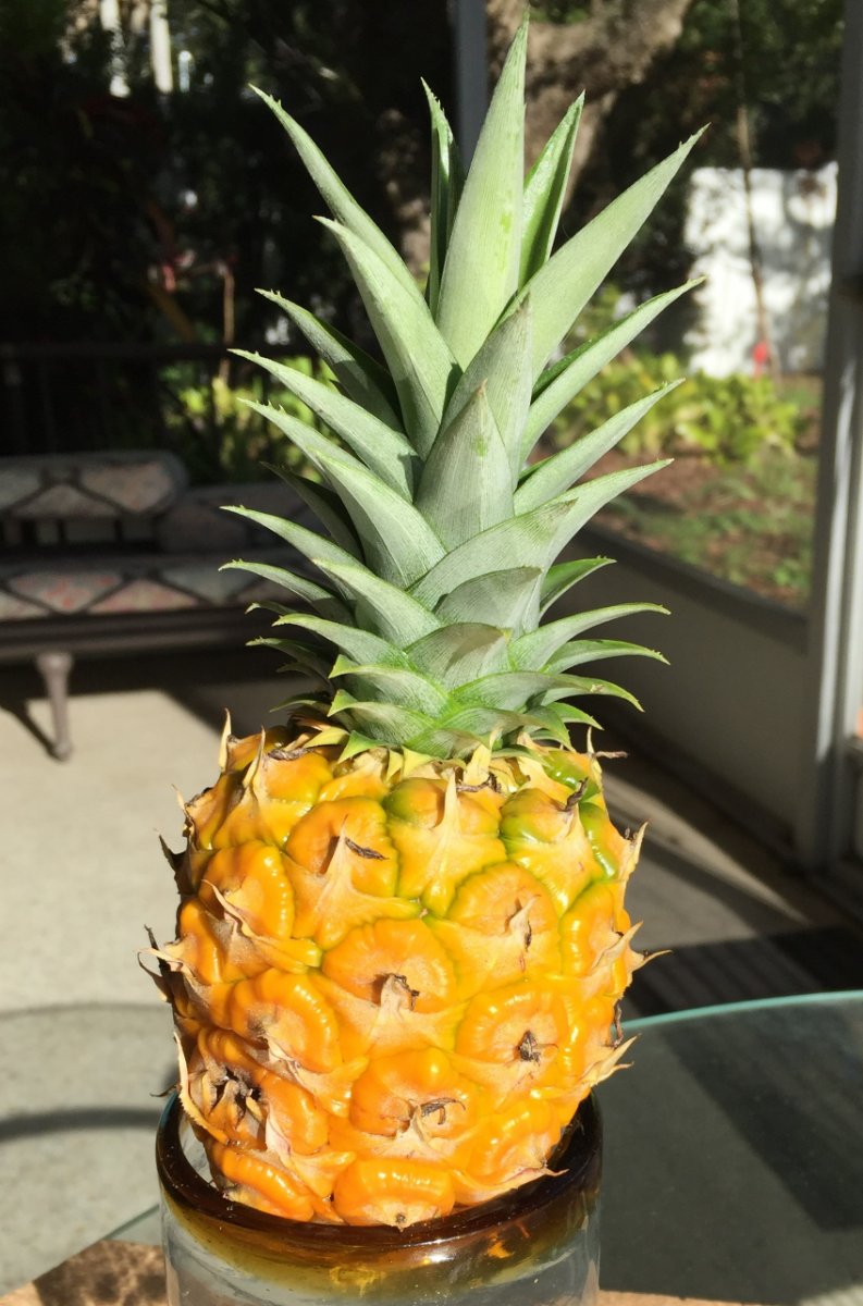 ripe pineapple first (2).JPG
