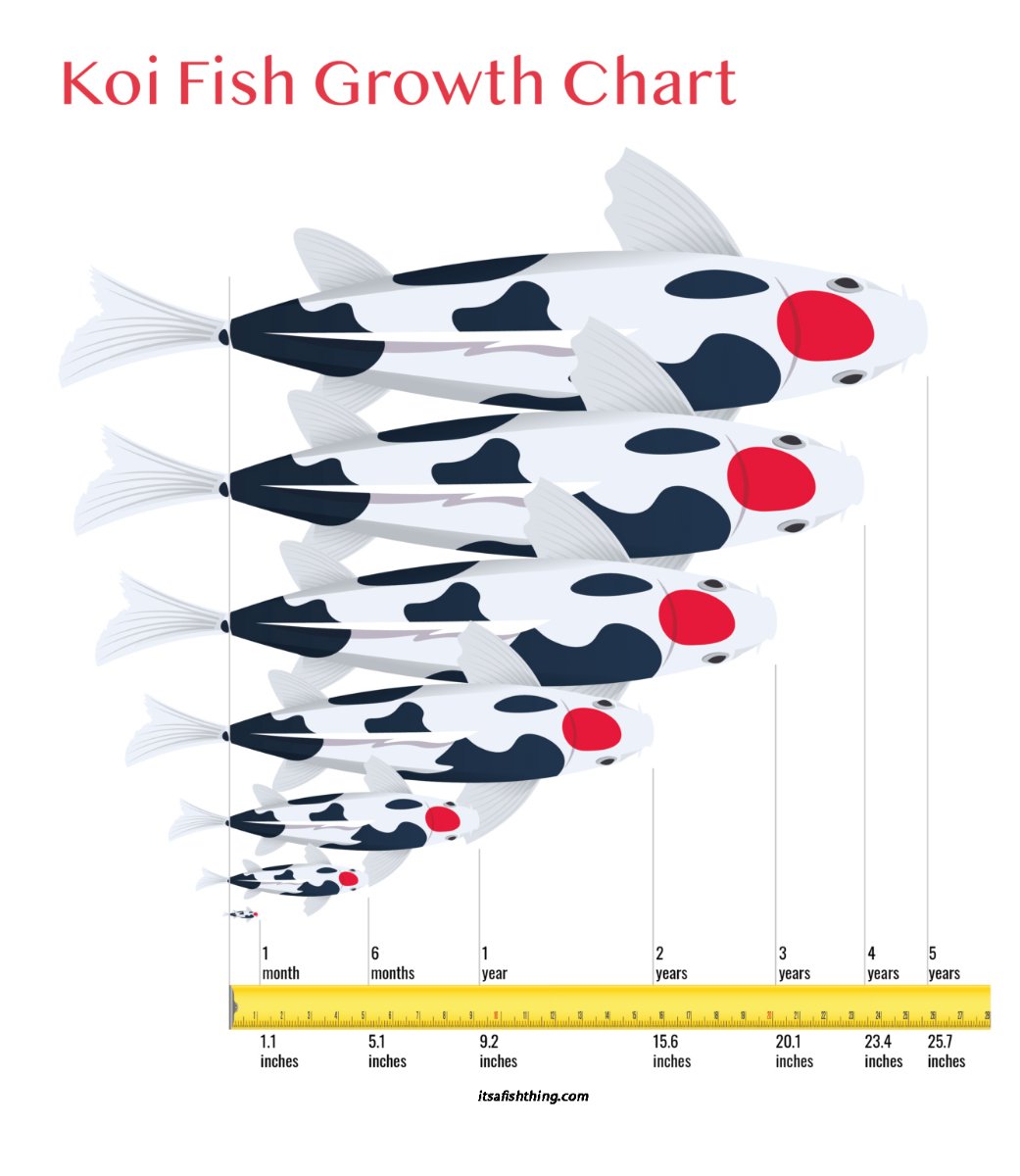 koi growth rates.jpg