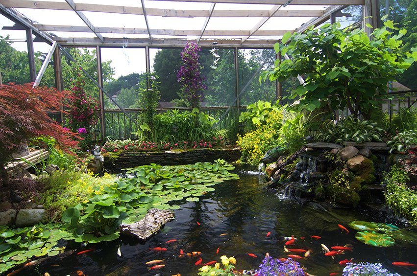 220702 - pond overview, day lilies, turtles, liriope, yard flwrs 24.jpg
