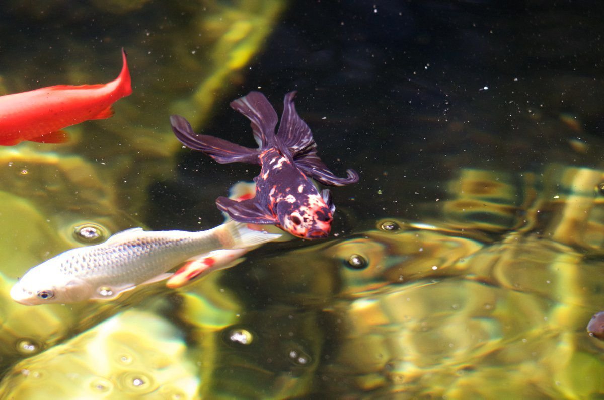 210418 -pond fish B 8.jpg