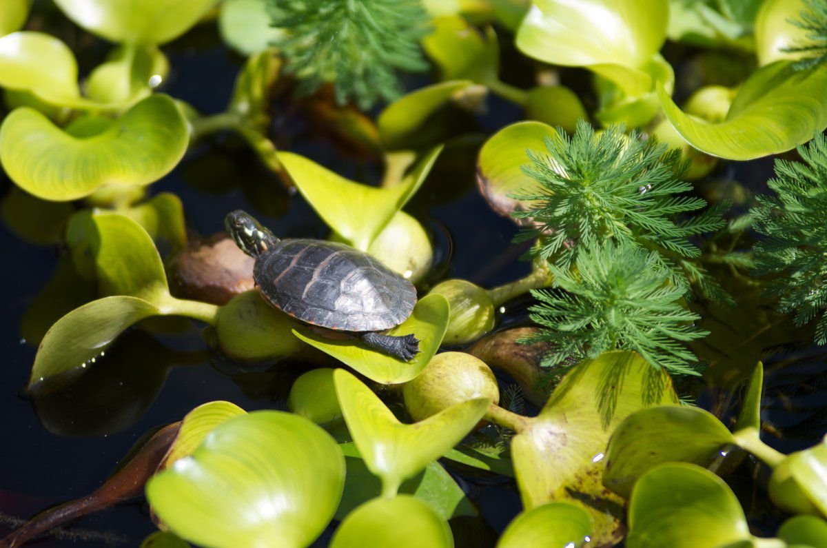 130812 - pond, little turtles, new water lilies 2.jpg