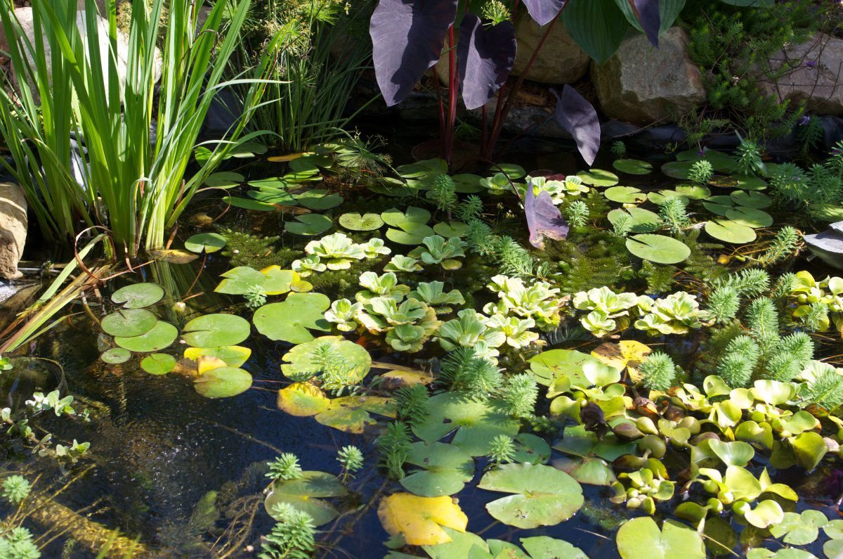 130812 - pond, little turtles, new water lilies 30.jpg