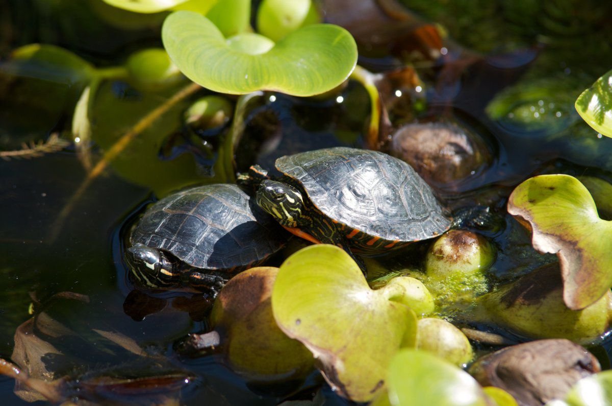 130819 - pond, baby turtles together, frog on duck 24.jpg