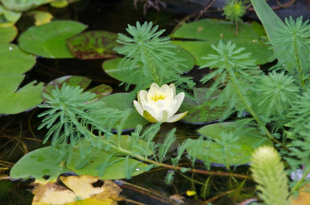 130921 - water lillies-yellow, baby turtles, lotus, M&T 6.jpg