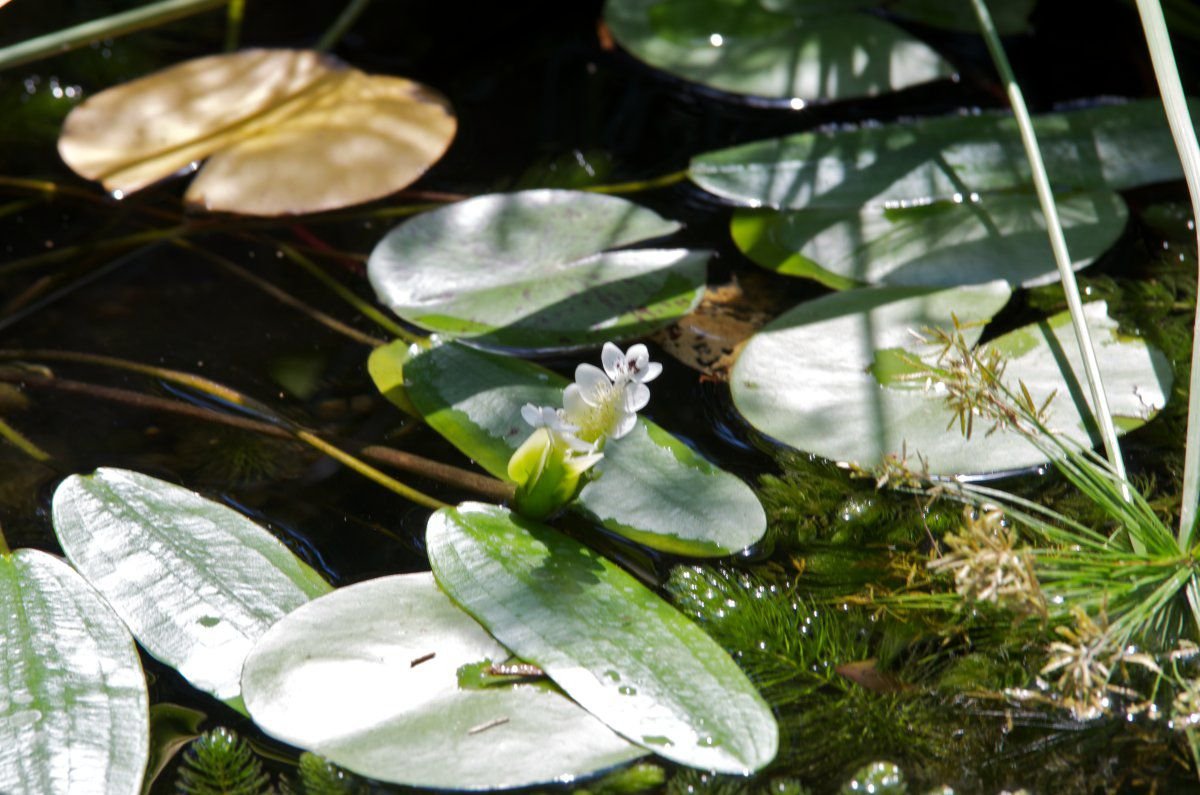 130921 - water lillies-yellow, baby turtles, lotus, M&T 15.jpg
