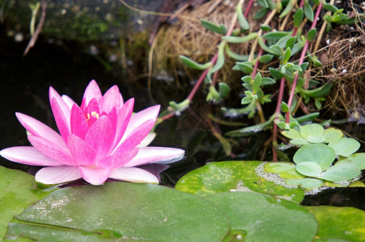 160830 - pond plants-pink wLily, hyacinths 3.jpg