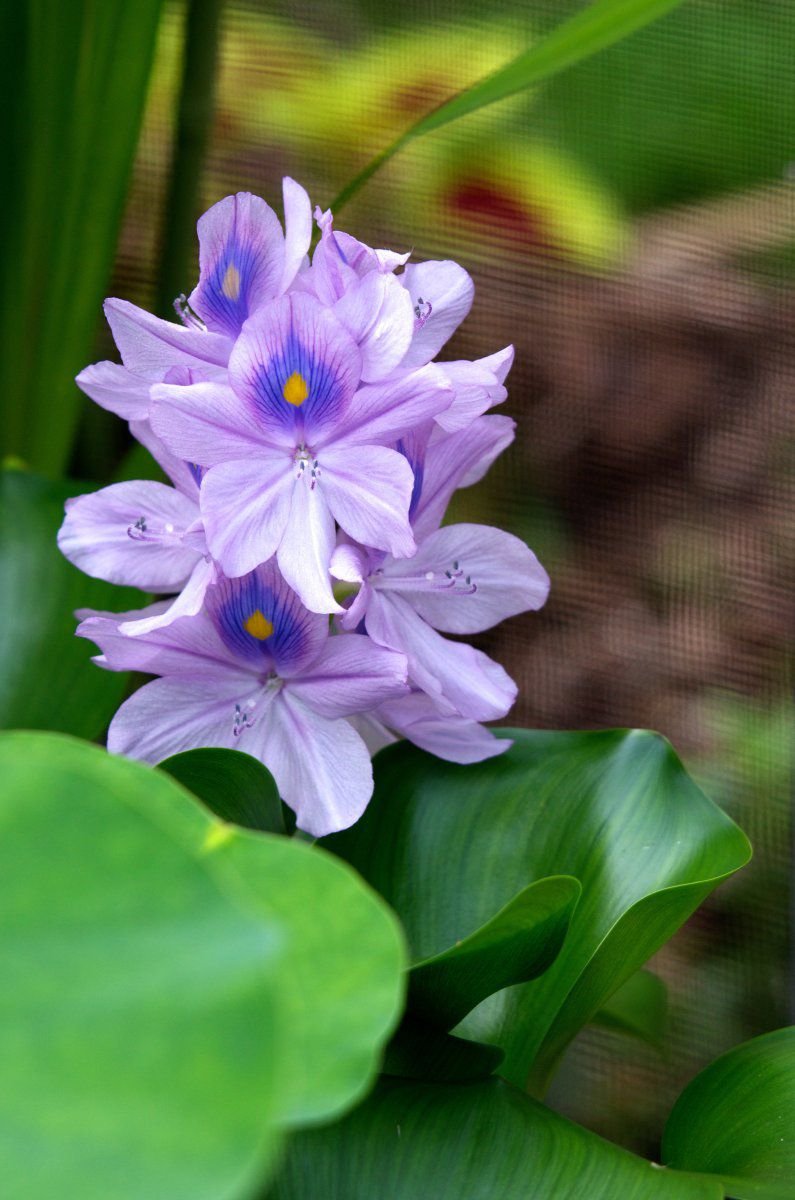 160830 - pond plants-pink wLily, hyacinths 8.jpg