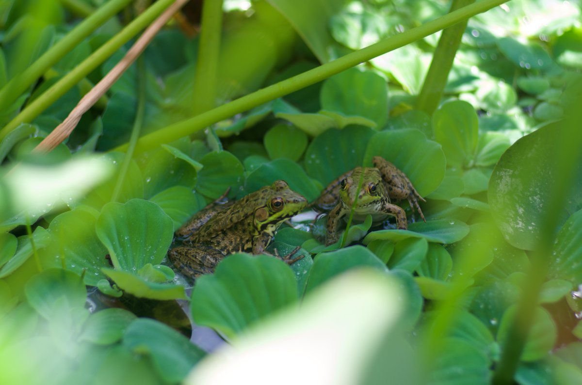 160918- pond, turtles, wLillies, E, A, T, Me, turtles stacked, toad lily 7.jpg