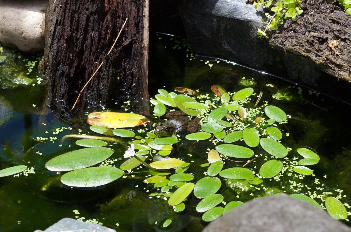 200618 - pond, fish, wht water lily, clematis 9.jpg