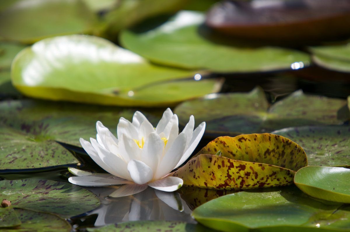 200618 - pond, fish, wht water lily, clematis 111.jpg